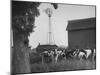 Farm Scenes of Farm Life in the Midwest-null-Mounted Photographic Print