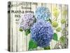 Farm Seed Hydrangeas-Art Licensing Studio-Stretched Canvas