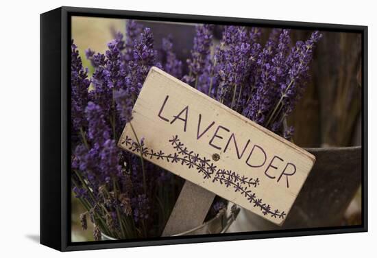 Farm Sign with Dried Lavender for Sale at Lavender Festival, Sequim, Washington, USA-Merrill Images-Framed Stretched Canvas