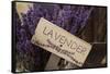 Farm Sign with Dried Lavender for Sale at Lavender Festival, Sequim, Washington, USA-Merrill Images-Framed Stretched Canvas