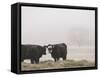 Farm Study I-Adam Mead-Framed Stretched Canvas