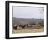 Farm Study VI-Adam Mead-Framed Photographic Print