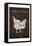 Farm To Table Chicken-Jace Grey-Framed Stretched Canvas