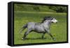 Farm UK 004-Bob Langrish-Framed Stretched Canvas