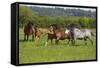 Farm UK 005-Bob Langrish-Framed Stretched Canvas