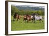 Farm UK 005-Bob Langrish-Framed Photographic Print