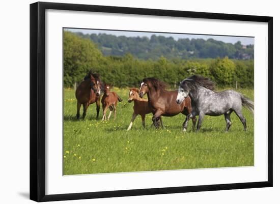 Farm UK 005-Bob Langrish-Framed Photographic Print