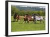 Farm UK 005-Bob Langrish-Framed Photographic Print