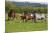 Farm UK 005-Bob Langrish-Mounted Photographic Print