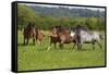 Farm UK 005-Bob Langrish-Framed Stretched Canvas