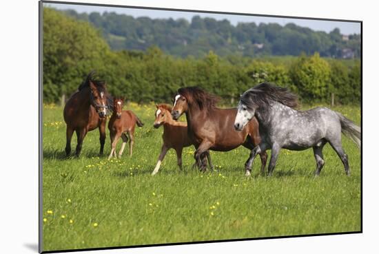 Farm UK 005-Bob Langrish-Mounted Photographic Print