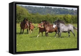 Farm UK 005-Bob Langrish-Framed Stretched Canvas