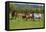 Farm UK 005-Bob Langrish-Framed Stretched Canvas