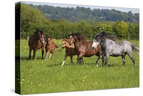 Farm UK 005-Bob Langrish-Stretched Canvas