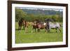 Farm UK 005-Bob Langrish-Framed Photographic Print