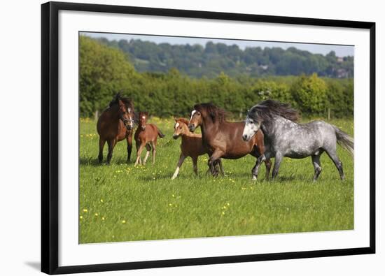 Farm UK 005-Bob Langrish-Framed Photographic Print