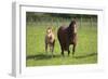 Farm UK 007-Bob Langrish-Framed Photographic Print