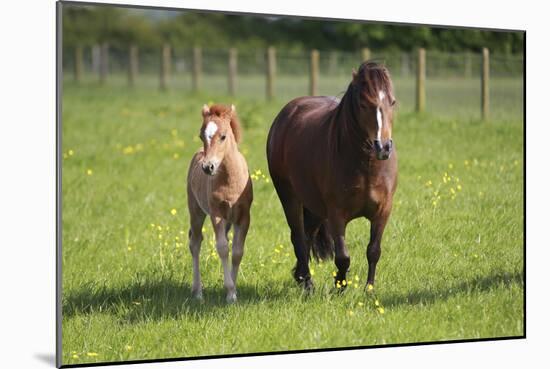 Farm UK 007-Bob Langrish-Mounted Photographic Print