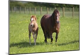 Farm UK 007-Bob Langrish-Mounted Photographic Print