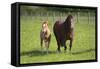 Farm UK 007-Bob Langrish-Framed Stretched Canvas