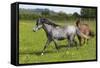 Farm UK 008-Bob Langrish-Framed Stretched Canvas