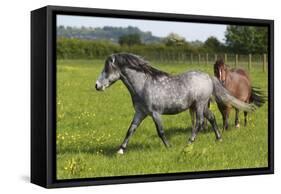 Farm UK 008-Bob Langrish-Framed Stretched Canvas