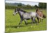 Farm UK 008-Bob Langrish-Mounted Photographic Print