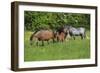 Farm UK 010-Bob Langrish-Framed Photographic Print