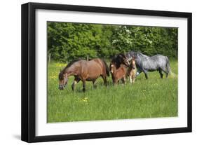 Farm UK 010-Bob Langrish-Framed Photographic Print