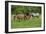 Farm UK 010-Bob Langrish-Framed Photographic Print