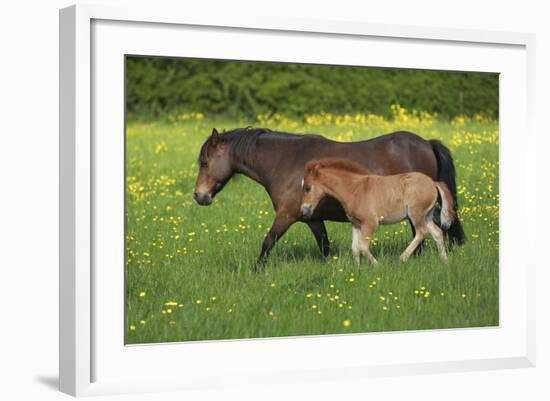 Farm UK 011-Bob Langrish-Framed Photographic Print