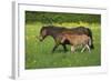 Farm UK 011-Bob Langrish-Framed Photographic Print