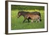 Farm UK 011-Bob Langrish-Framed Photographic Print