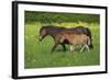 Farm UK 011-Bob Langrish-Framed Photographic Print