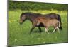 Farm UK 011-Bob Langrish-Mounted Photographic Print