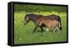 Farm UK 011-Bob Langrish-Framed Stretched Canvas