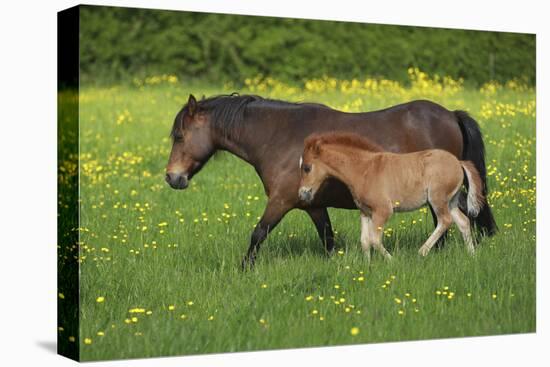 Farm UK 011-Bob Langrish-Stretched Canvas