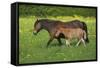 Farm UK 011-Bob Langrish-Framed Stretched Canvas