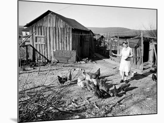 Farm Woman Feeding Her Chickens in a Small Coal Mining Town-Alfred Eisenstaedt-Mounted Photographic Print