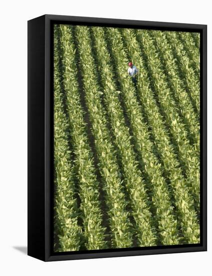 Farm Worker is Makes His Way across a Burley Tobacco Field Pulling Suckers from the Plants-null-Framed Stretched Canvas