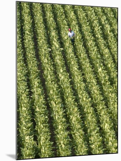 Farm Worker is Makes His Way across a Burley Tobacco Field Pulling Suckers from the Plants-null-Mounted Photographic Print