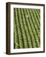 Farm Worker is Makes His Way across a Burley Tobacco Field Pulling Suckers from the Plants-null-Framed Photographic Print