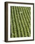 Farm Worker is Makes His Way across a Burley Tobacco Field Pulling Suckers from the Plants-null-Framed Photographic Print