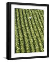 Farm Worker is Makes His Way across a Burley Tobacco Field Pulling Suckers from the Plants-null-Framed Photographic Print