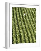 Farm Worker is Makes His Way across a Burley Tobacco Field Pulling Suckers from the Plants-null-Framed Photographic Print