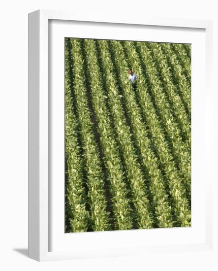 Farm Worker is Makes His Way across a Burley Tobacco Field Pulling Suckers from the Plants-null-Framed Photographic Print