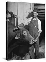 Farm Worker Petting One of the Cows Living on a Dairy Farm-Hansel Mieth-Stretched Canvas