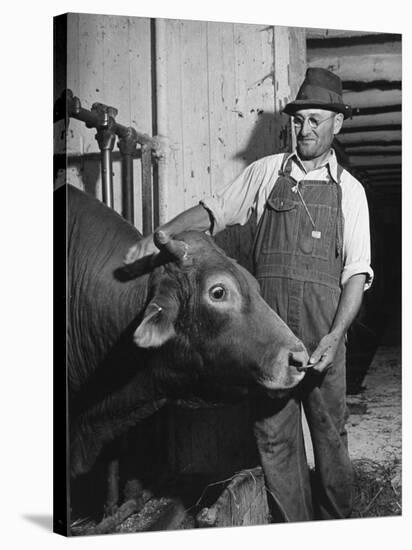 Farm Worker Petting One of the Cows Living on a Dairy Farm-Hansel Mieth-Stretched Canvas