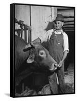 Farm Worker Petting One of the Cows Living on a Dairy Farm-Hansel Mieth-Framed Stretched Canvas