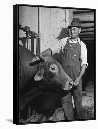 Farm Worker Petting One of the Cows Living on a Dairy Farm-Hansel Mieth-Framed Stretched Canvas